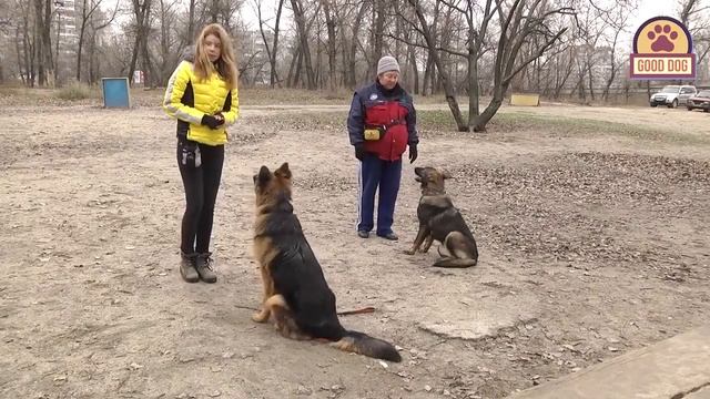 Кому подходит НЕМЕЦКАЯ ОВЧАРКА? GERMAN SHEPHERD