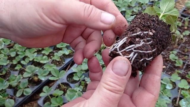 Клубника Альбион: кассетная рассада весной