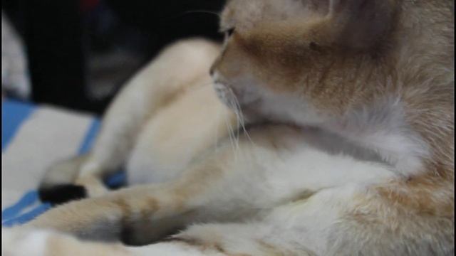 Beautiful ?? cat clean her self ???ASMR Cute Singapura Cat Grooming 4K смотреть онлайн