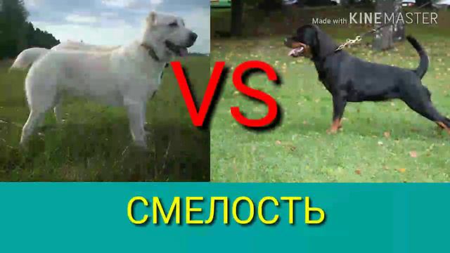 Алабай против Ротвейлера. Alabai against Rottweiler. Животные. Батл животных. смотреть онлайн