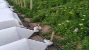 Как мы укрыли 10 тыс. кустов томатов агроволокном на дугах. Томаты в открытом грунте