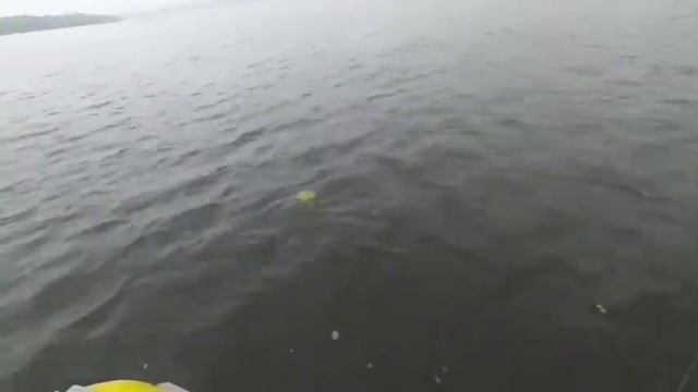 Судак на тюльку...