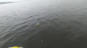 Судак на тюльку...