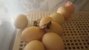 Китайские шелковые куры. Цыплята в инкубаторе.