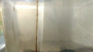 Разводня аквариумных рыбок, обзор всех аквариумов