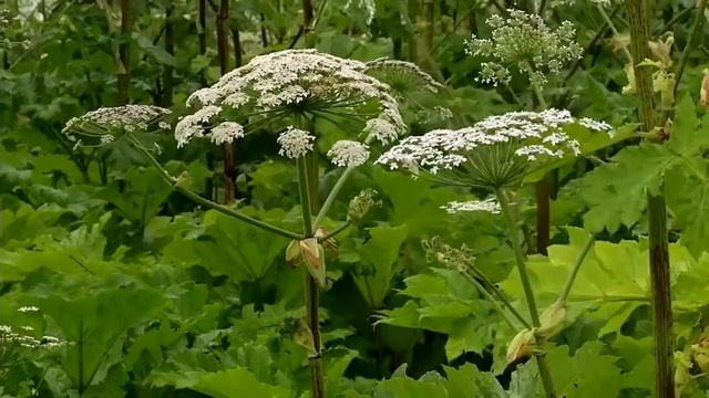 Ожоги от борщевика. Что делать? смотреть онлайн