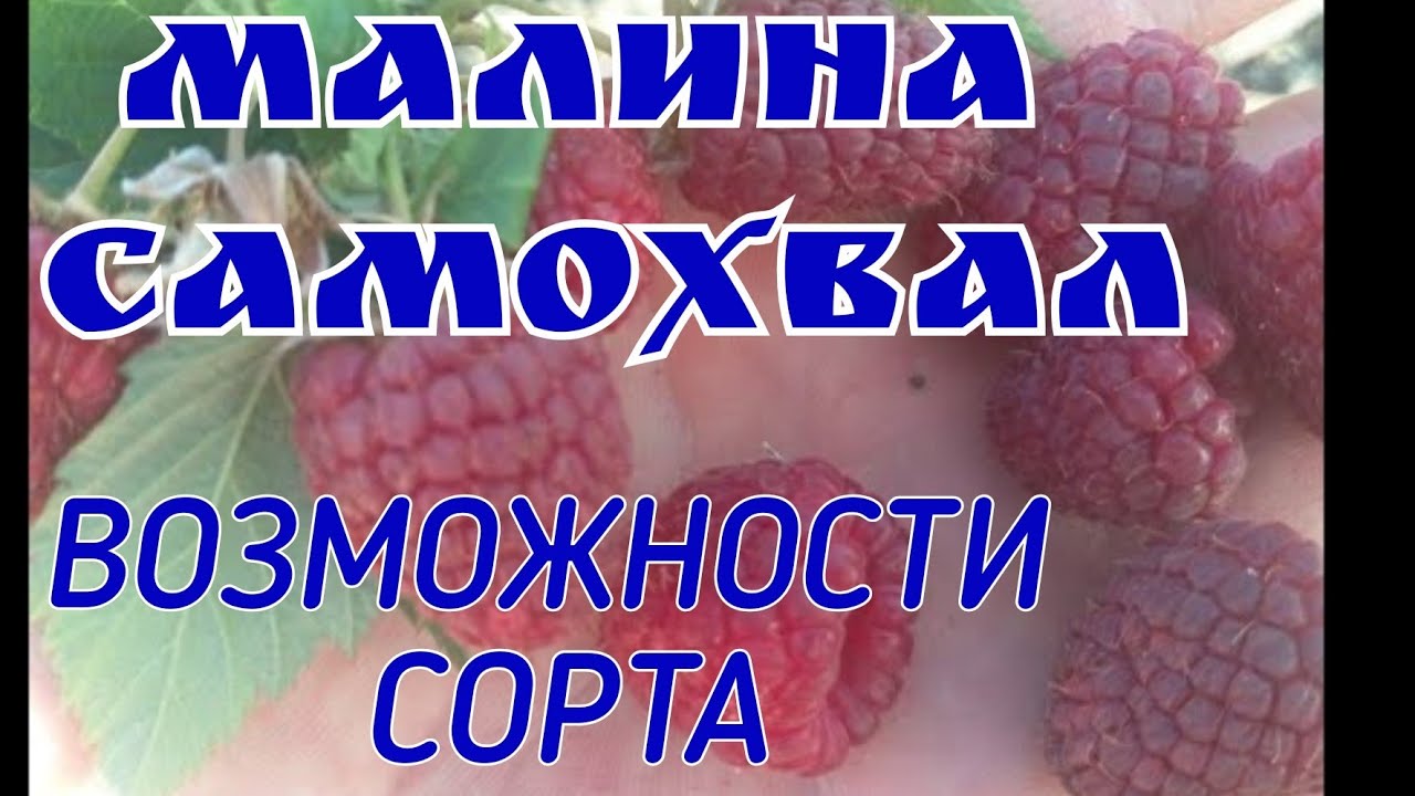 Малина Самохвал! Возможности сорта!