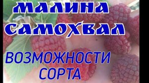 Малина Самохвал! Возможности сорта!
