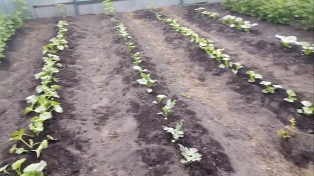 Проредила Дыни "КОЛХОЗНИЦА длинные и круглые. и Арбузы. 09.06.2019г. смотреть онлайн