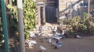 Мраморные 2-х чубые голуби Куценко Сергея!