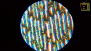 ЧТО НАХОДИТСЯ В КАПЛЕ ВОДЫ ПОД МИКРОСКОПОМ