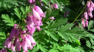 Разбитое сердце.