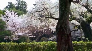 ДЕРЕВО ЛЮБВИ - Сколовы Виталий И Наталья