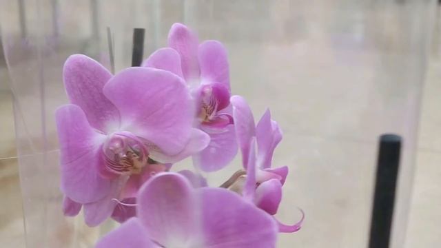 Обзор орхидей 18 февраля 2021 АШАН Воронеж смотреть онлайн