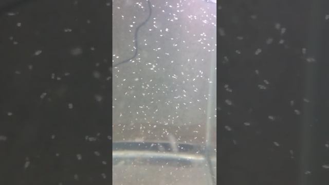 Fry of blue gourami - Мальки голубого гурами смотреть онлайн