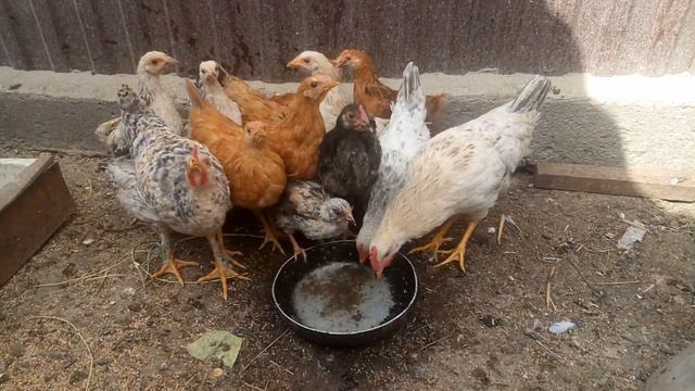 Цыплята. Просто налей воды смотреть онлайн