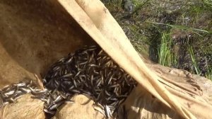 Ловили мальков,а поймали ЩУКУ