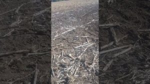 Лущение ( дисковка ) подсолнечника подготовка к севу и особенности внесения удобрения 2022 г.