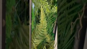 Фитостена из стабилизированного мха и искусственных растений, имитация камней, дизайн интерьера