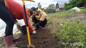 КУПИЛИ ЗАБРОШЕННУЮ ДАЧУ/35/МОРОЗЫ / ПРОПОЛКА ПОЛНЫМ ХОДОМ/ЧТО У МЕНЯ РАСТЕТ / ПОГИБЛИ АРБУЗЫ