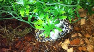 Радужный удав первый раз охотится/ Rainbow boa first hunts hamster