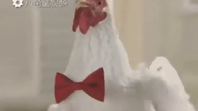 Пьяные курицы