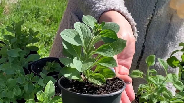 Мінімальний догляд за квітами для клумби без наявності відповідних умов до висадки на пмж