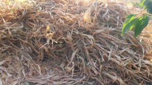 Заготовка стеблей кукурузы на зиму.