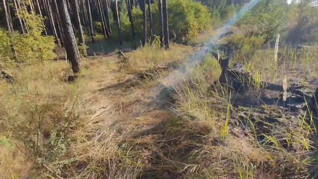 Грибов в лесу Нет, но были бургеры! Лютежский лес! смотреть онлайн