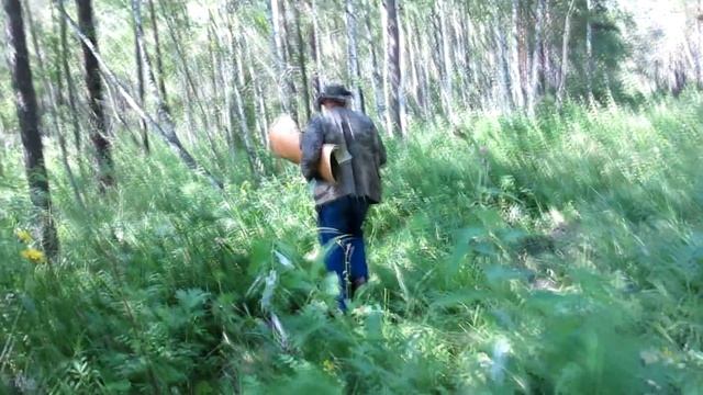 Этно-мёд.Как заготавливать бересту смотреть онлайн