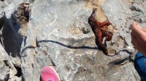 Ловля осьминога! Морская рыбалка. Халкидики. χαλκιδική.