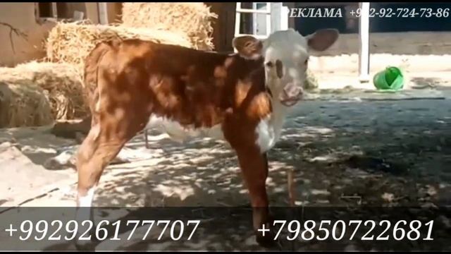МОЛБОЗОРИ Ш.ИСТАРАВШАН 70 ТА ГОВ БАРОИ ФУРУШ СРОЧНО СМЕНТАЛ АНГУС ЛУМИЗУН ГЕРТФОРТ...
