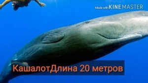 Топ-10 самых больших китов