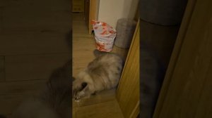 #catvideo #cat #котики #funny #котэ #кот #охота