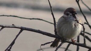 30 FPS vs 60 FPS Test on video camera