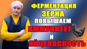 Ферментация зерна или как повысить иммунитет и яйценоскость кур