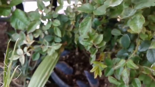 Каким раствором обработать листья розы от болезни смотреть онлайн