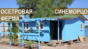 Разведение волжской стерляди и  русского осетра. Садковая ферма Синеморцо.