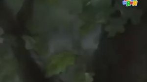 Истории папы кролика  серия 1