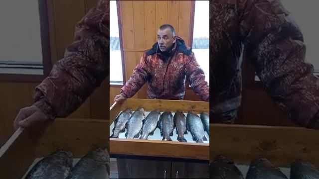 Трофейный улов.3 хвоста на блесну,а остальные на резину.РК «Чайка».Всем НХНЧ. смотреть онлайн