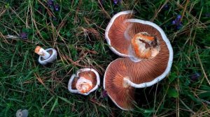 Finding Lactarius deliciosus in July