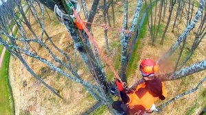 ПитерАрбо. Удаление ясеня с завешиванием