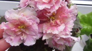 ФИАЛКИ ЗАПУСК ЦВЕТЕНИЯ/ ОБЗОР СОРТОВ‼️