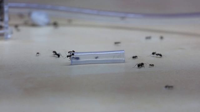 ЖНЕЦЫ В ПЕСЧАНОЙ МУРАВЬИНОЙ ФЕРМЕ! НОВАЯ БОЛЬШАЯ КОЛОНИЯ Messor structor \\ Димон и пумба смотреть онлайн