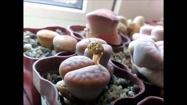 Эксперимент. Семенная коробочка литопса при намокании сможет ли раскрыться? смотреть онлайн