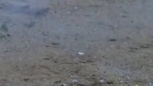 Корсар 6 Р1601