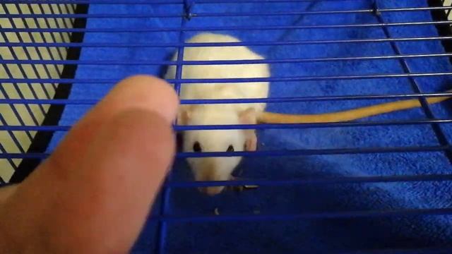 Крысы боятся | Реакция крыс на незнакомого человека | Домашние крысы смотреть онлайн