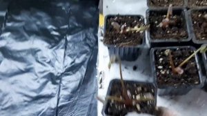 луковицы оксалиса проснулись