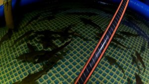 разведение осетра в домашних условиях 6