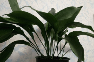 Как правильно пересаживать, рассаживать аспидистру? (Aspidistra elatior)